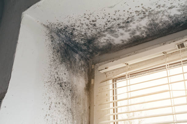 Affordable Attic Mold Remediation solutions in Entriken, PA
